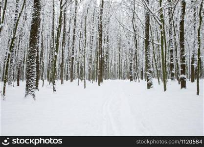 winter forest and the road