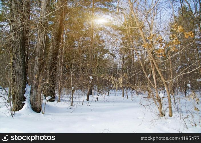 Winter Forest at nice day