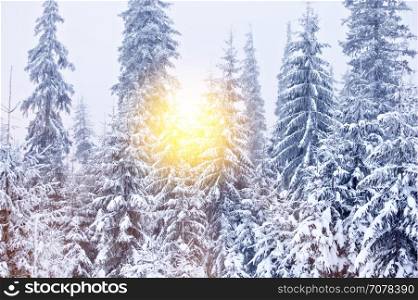 Winter forest at sunny day background
