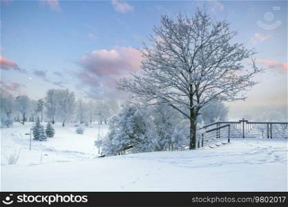 winter forest covered with snow. Christmas tale.