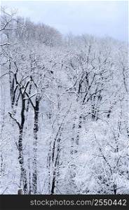Winter forest covered with snow, natural background