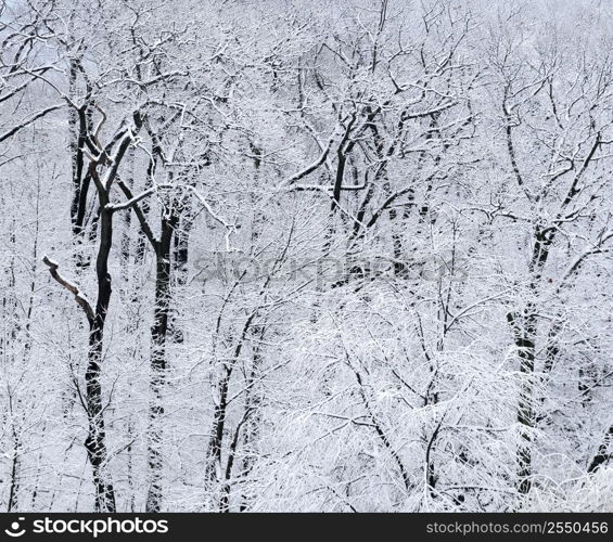 Winter forest covered with snow, natural background