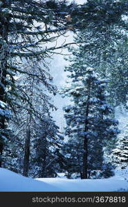 Winter forest in mountains