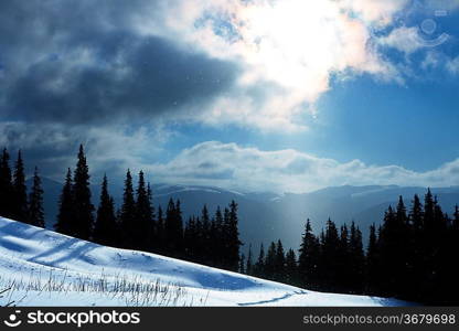 Winter forest in mountains