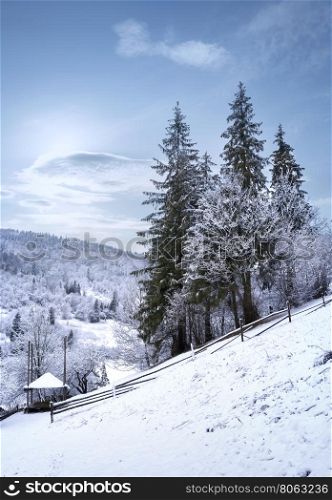 Winter forest in mountains under the blue sky. Winter forest in mountains