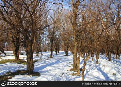 Winter forest in the snowy sunny weather
