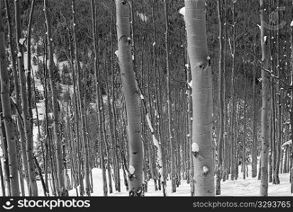 Winter forest in Vail, Colorado