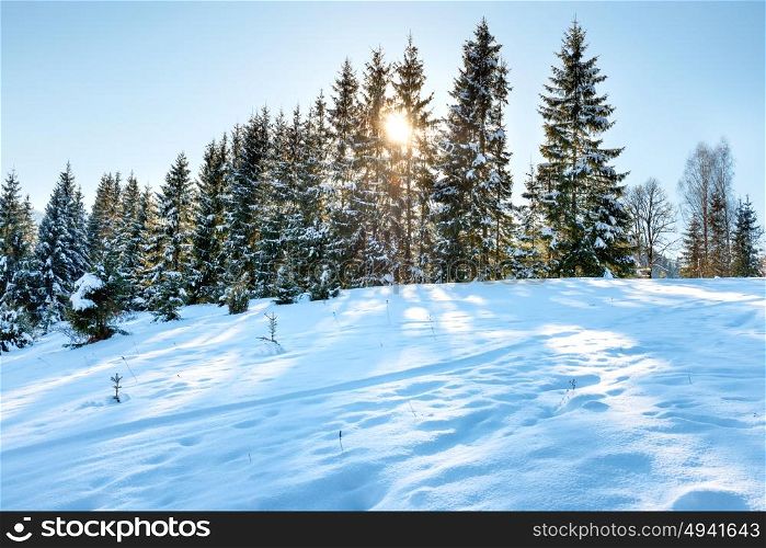 Winter forest in white snow at hill at sunset
