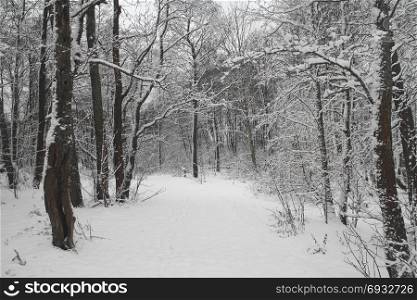 Winter forest is covered with snow