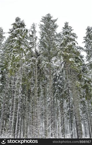 Winter forest landscape. Bottom up view on long fir trees covered with snow.. Winter forest landscape
