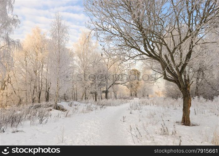 winter forest landscape in good weather