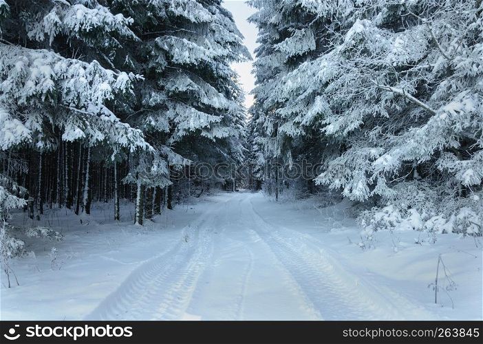 Winter forest landscape. Tire tracks in snow, large fir trees covered with hoar-frost.