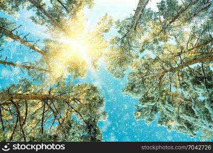 winter forest landscape. winter forest landscape with snow and sunlight