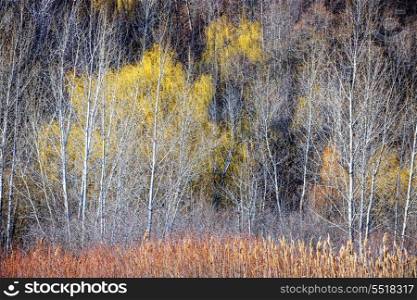 Winter forest landscape with bare trees. Nature landscape of leafless bare trees and dry grasses in winter ravine