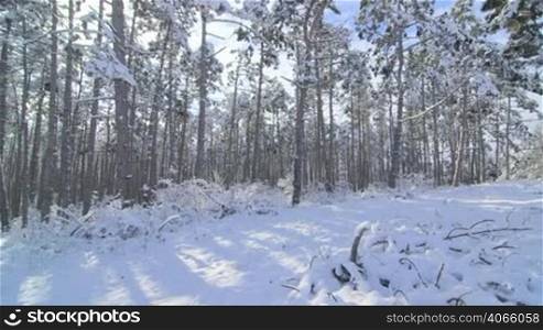 Winter forest landscape with pine trees covered with snow in the morning pan shot
