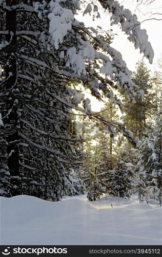 Winter forest of cedar, pine and fir trees with snow on the branches on the background of yellow rays of the setting sun