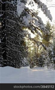 Winter forest of cedar, pine and fir trees with snow on the branches on the background of yellow rays of the setting sun