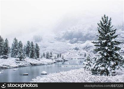 Winter forest on shore of mountain lake. Snow on pines, snowfall