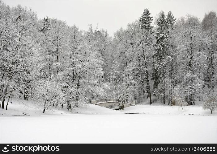 winter forest on the background of a frozen lake