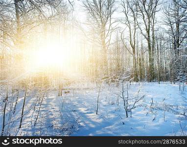 Winter forest scenic