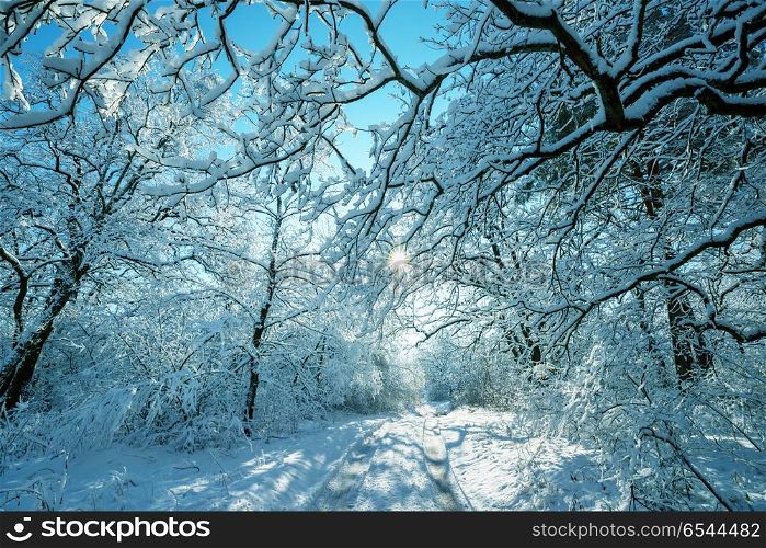 Winter forest. Scenic snow-covered forest in winter season. Good for Christmas background.