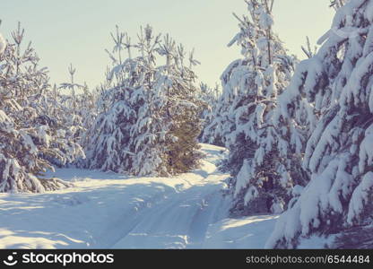 Winter forest. Scenic snow-covered forest in winter season. Good for Christmas background.