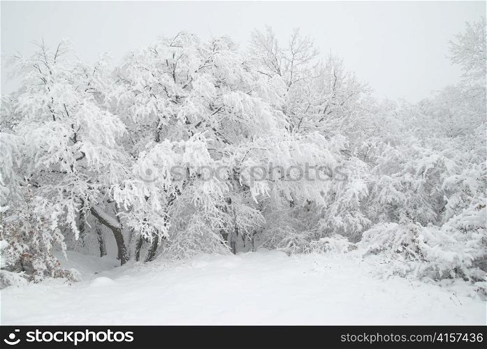 Winter forest- snow and beautiful icy trees