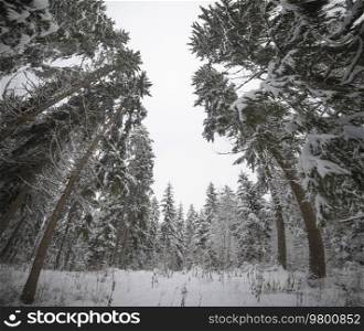 winter forest strewn with snow.