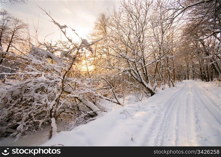 Winter forest sunset, lots of snow