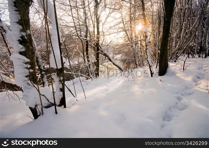 Winter forest sunset, lots of snow