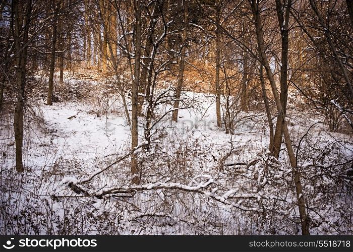 Winter forest. Winter landscape of trees and plants in forest with snow
