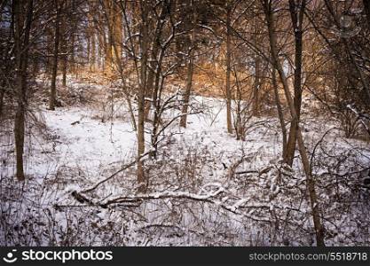 Winter forest. Winter landscape of trees and plants in forest with snow