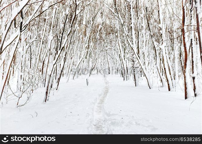 Winter forest with path and white trees. Winter forest with path and white trees in snow