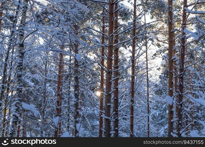Winter forest with road covered with snow - during sunset background. Winter landscape with trees