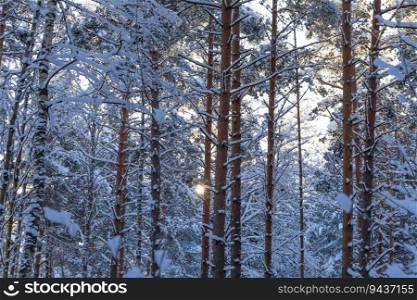 Winter forest with road covered with snow - during sunset background. Winter landscape with trees