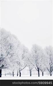 Winter forest with snow and hoar on trees . Winter forest with snow