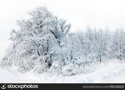 Winter forest with snow and hoar on trees . Winter forest with snow