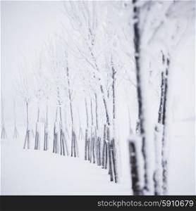Winter forest with snow and hoar on trees . Winter forest with snow