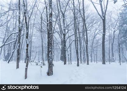 Winter forest with snow on trees and pathway, copy space for text.