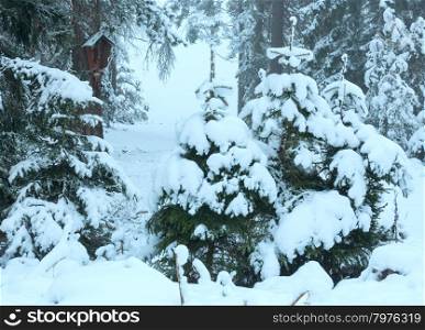 Winter forest with snowy fir trees and the Crucifixion of Jesus Christ on trunk (Austria).