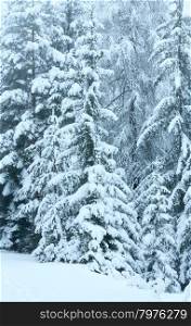 Winter forest with snowy fir trees (Austria).