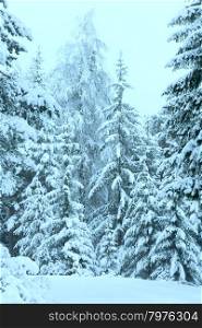 Winter forest with snowy fir trees (Austria).