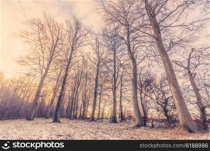 Winter forest with tall trees in the sunrise