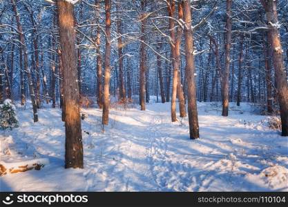 Winter forest with trail at sunset. Colorful landscape with snowy trees, path in cold evening. Snow covered trees in park. Beautiful forest in snowy winter in the evening. Trees trunks at dusk. Nature. Colorful landscape with snowy trees and trail