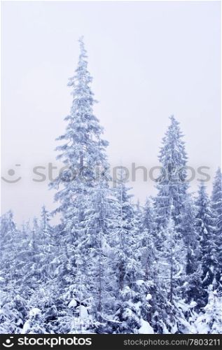 Winter forest with trees covered with snow