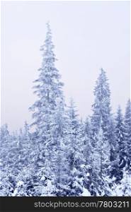 Winter forest with trees covered with snow