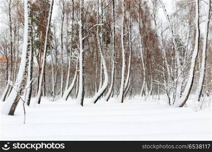 Winter forest with white trees in snow. Winter forest with white trees