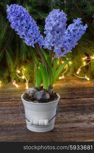winter fresh blue hyacinth in pot with lights bokeh bakcground. winter hyacinth