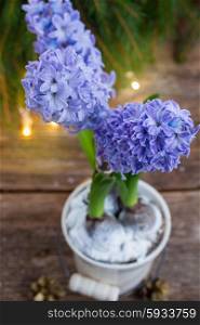 winter fresh blue hyacinth in white pot with lights bokeh bakcground. winter hyacinth