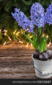 winter fresh blue hyacinth with lights bokeh bakcground. winter hyacinth
